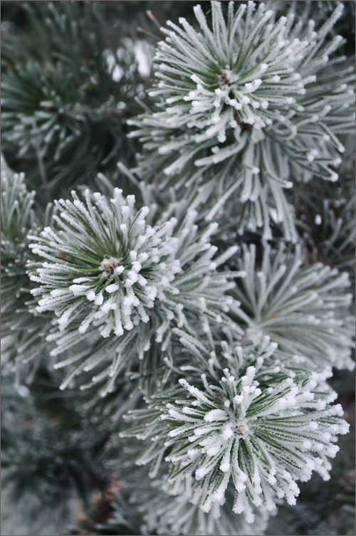 Today’s Frost & Stars Digital&nbsp;Layout