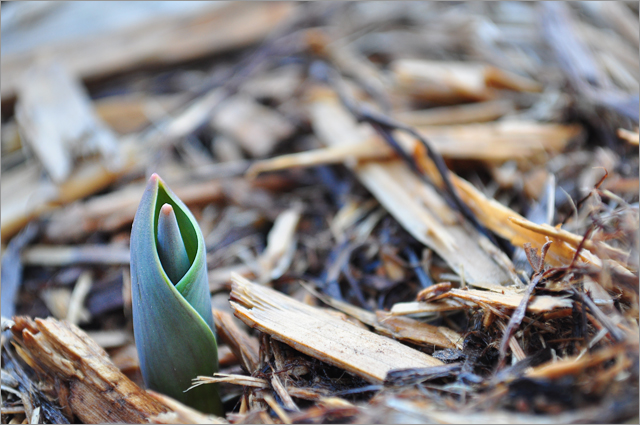 First Sign of Tulips and Orchids Using 55-200mm&nbsp;Lens