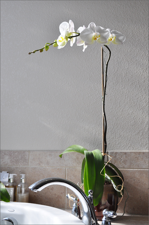 5 Blooms In MB Orchid & New&nbsp;Companion