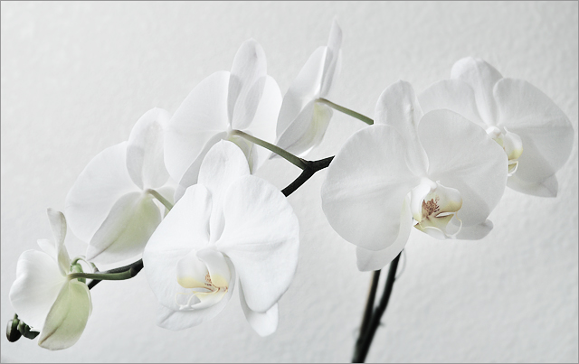 White Orchid