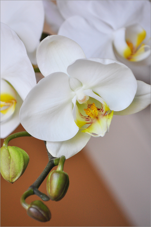 White Orchid