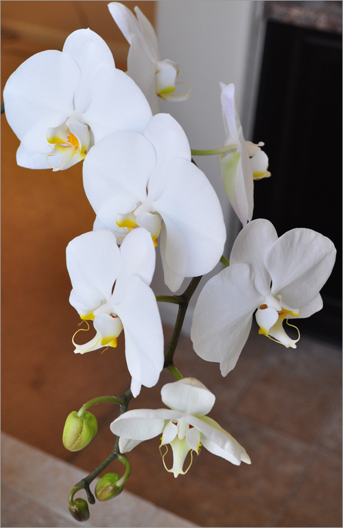 White Orchid