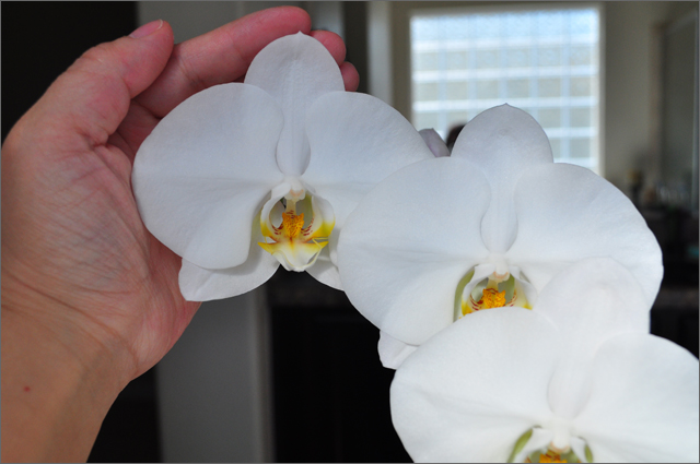 More Orchid Blooms & Size&nbsp;Comparison