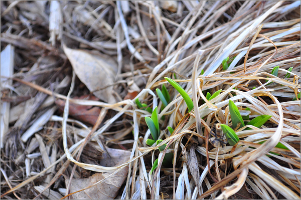 Signs of Spring and Orchids&nbsp;Update