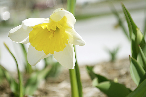 Gardening: Daffodils, Peony,&nbsp;etc.