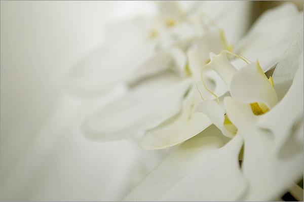 New Stem on MB Orchid & 3 Blooms on DR&nbsp;Orchid