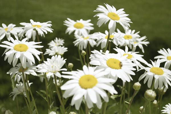 Daisies…and All-Star Artist of the&nbsp;Week!
