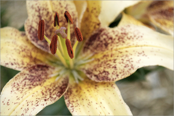 Tango Passion 4 You Chewed By&nbsp;Rabbits