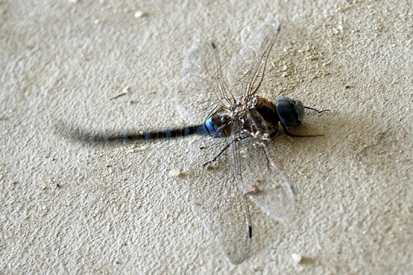 Blue Dragonfly