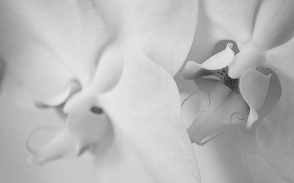 Orchids In Black And&nbsp;White