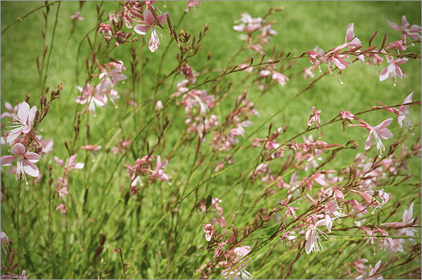 Songbird [The Glee&nbsp;Version]