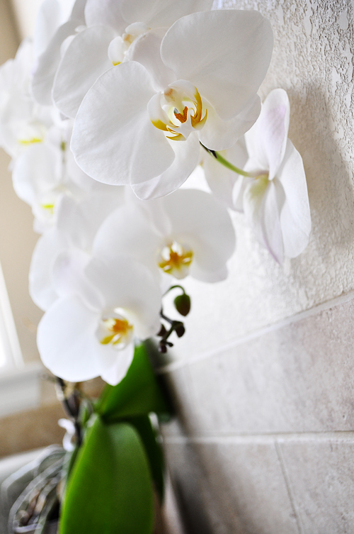 MB Orchid Continues to&nbsp;Grow