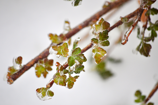 Snow Day & Last Weekend&nbsp;Photos