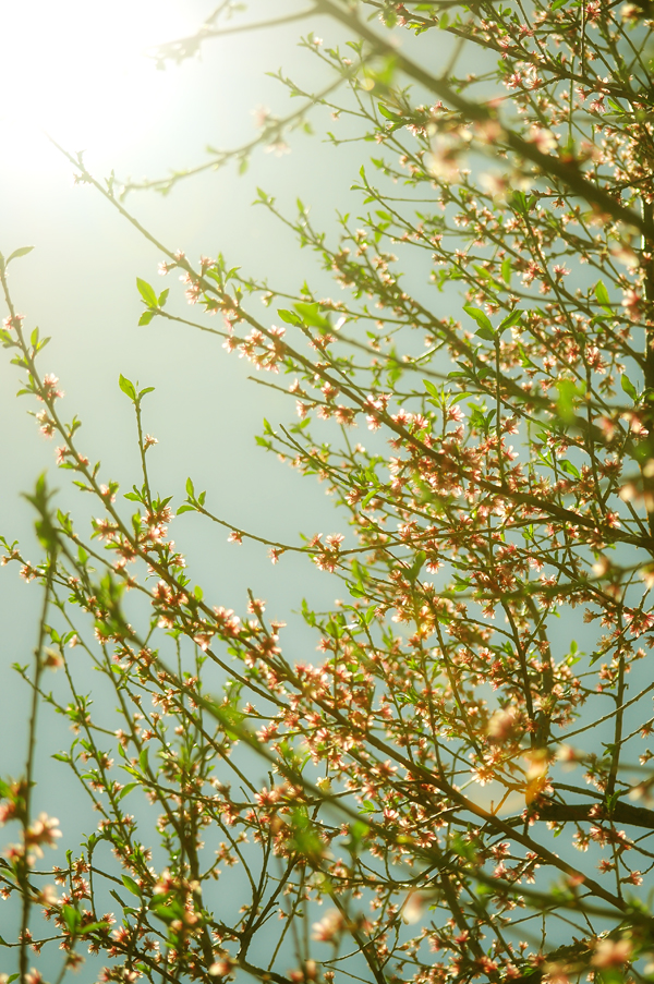 Sun Flare On Peach&nbsp;Blossoms