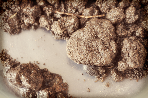 Flutter the Rolly&nbsp;Polly