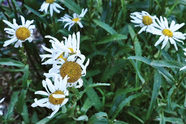 DAISIES_0012_600