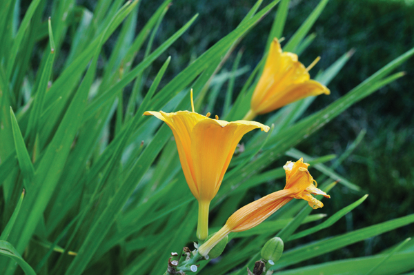 DAYLILLY_0011_600