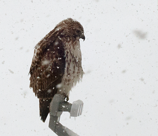 HAWK02242013_0019_640