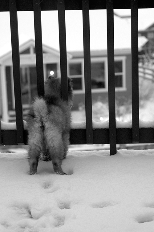 TEDDY02202013_0021_500