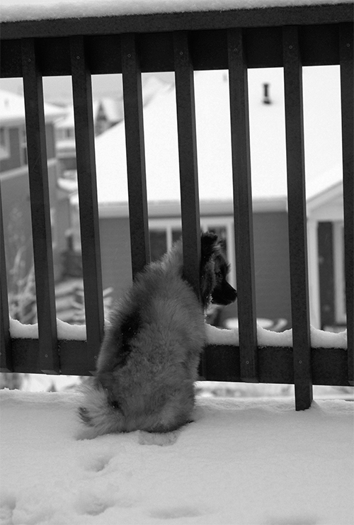 TEDDY02202013_0022_500