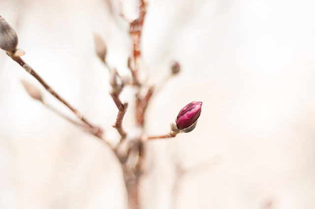 MAGNOLIA0011_640