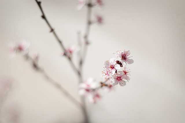 PLUMBUSH0023_640