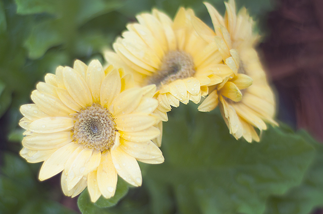 YELLOWDAISIES0023_640