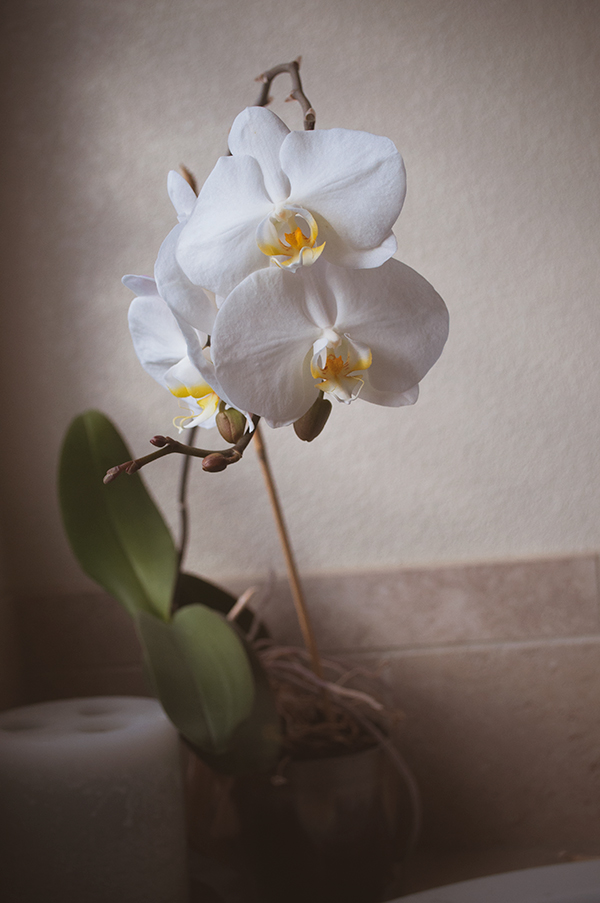 ORCHID20140024_600