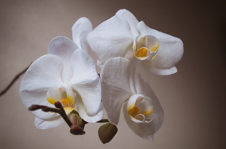 ORCHID20140025_800