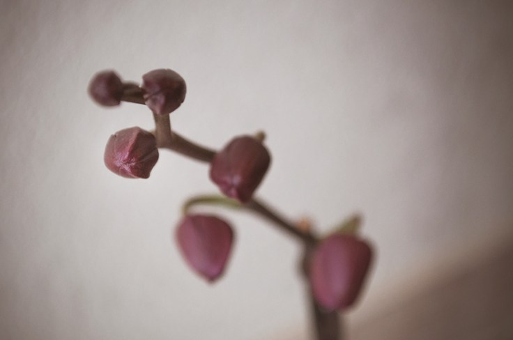 PINKORCHID20140028_800