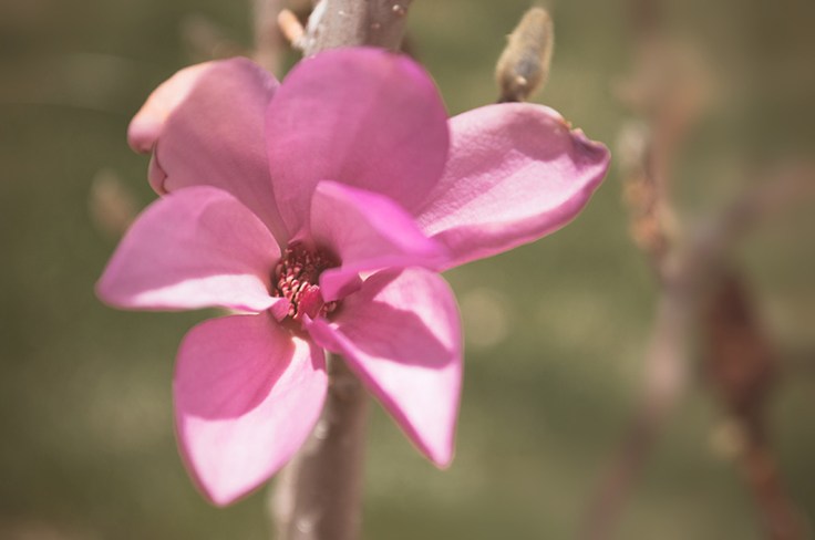 MAGNOLIA0420140015_800