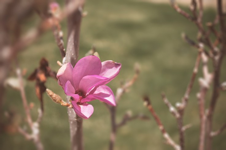 MAGNOLIA0520140006_800