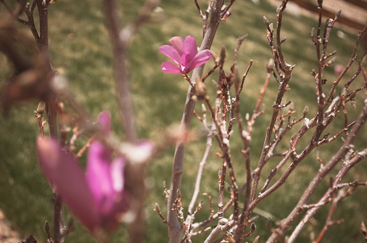 MAGNOLIA0520140021_800