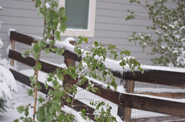 MAYSNOW051220140002_800