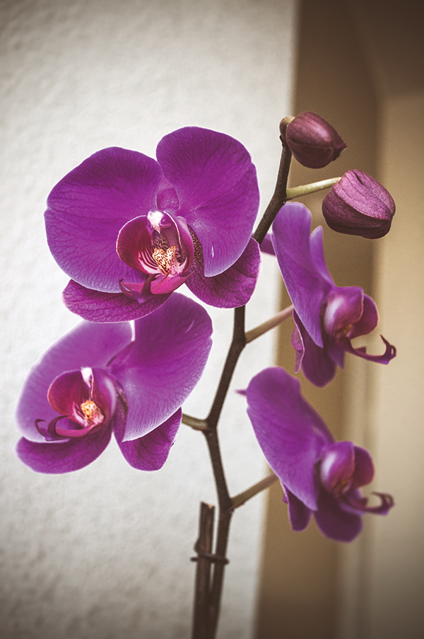 PINKORCHID050220140025_600