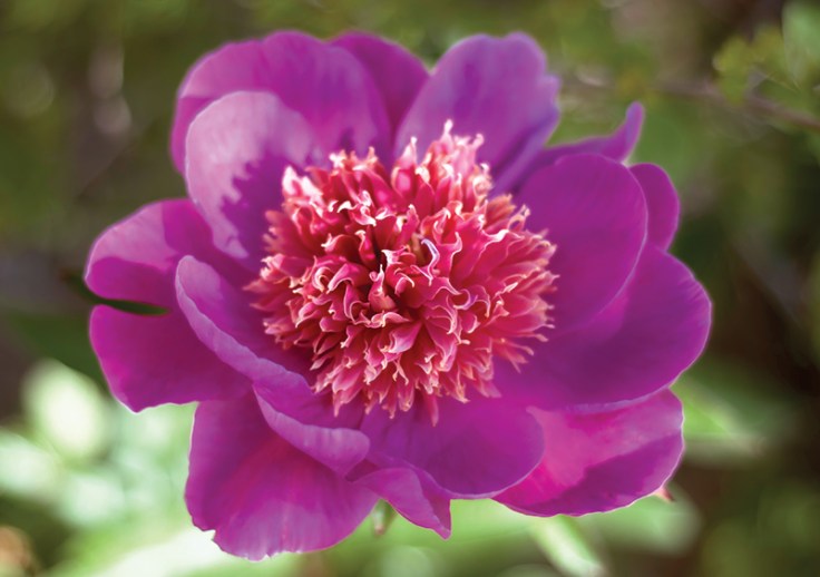 PEONY0620140064_800