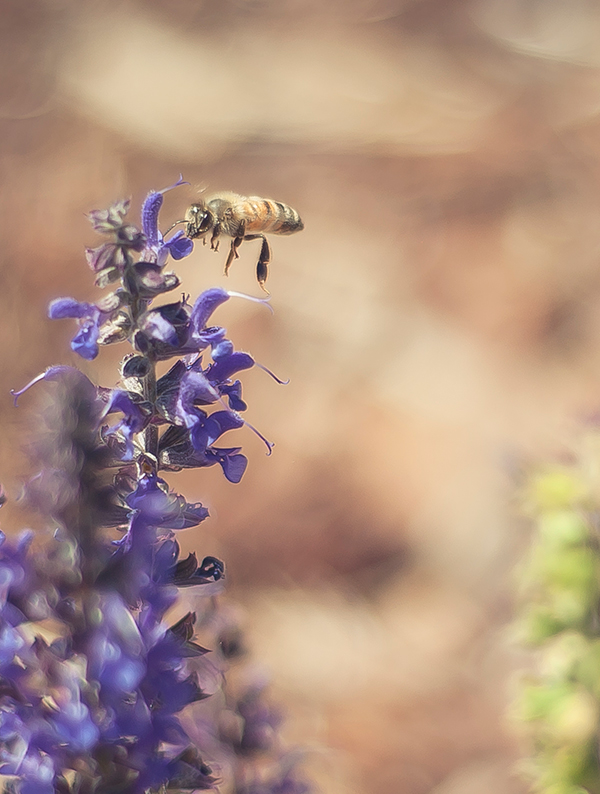 BEEATWORK0025CLOSEUP_600