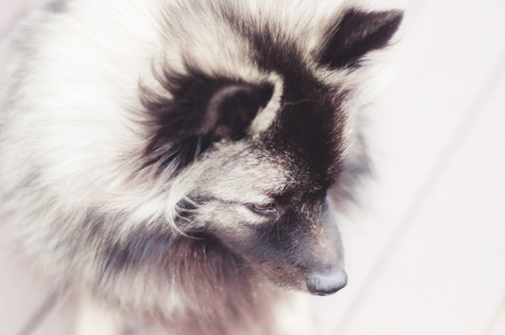 TEDDY07232014_0002_800