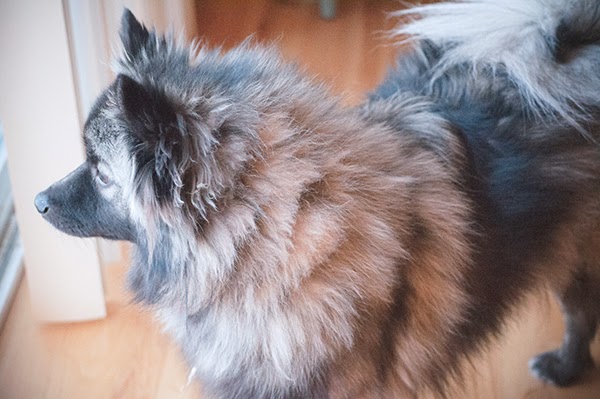 d8fbb-teddy01192014_0030_600