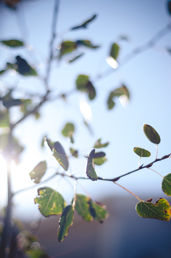 RANDOMASPENS082420140019_600