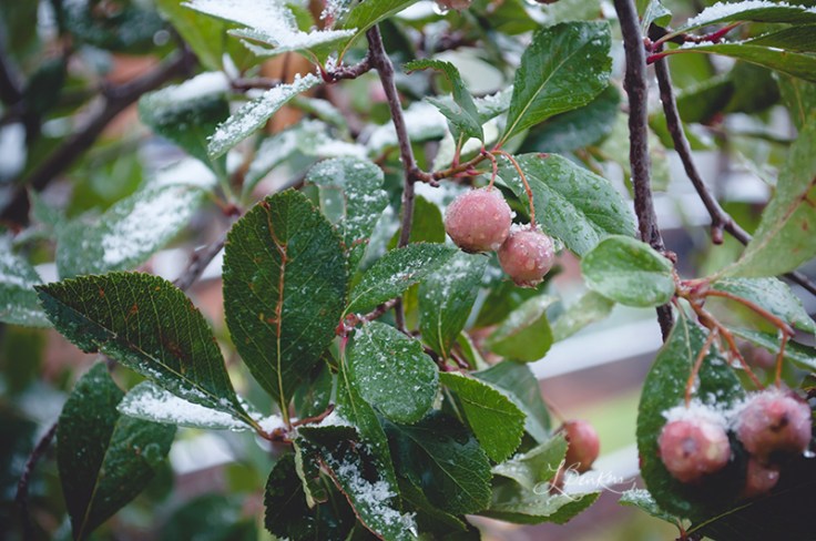 FIRSTSNOW091220140027_800x