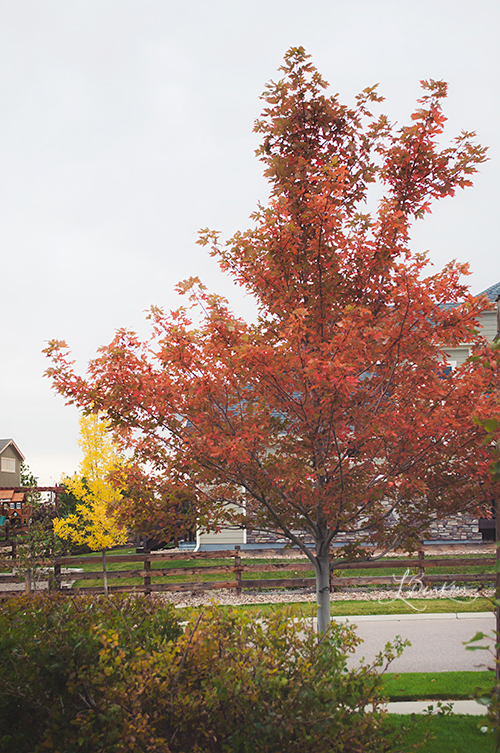 FCMAPLE100920140047_500