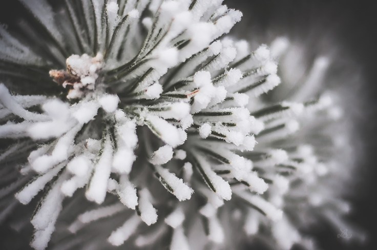 FROST010720150025_800