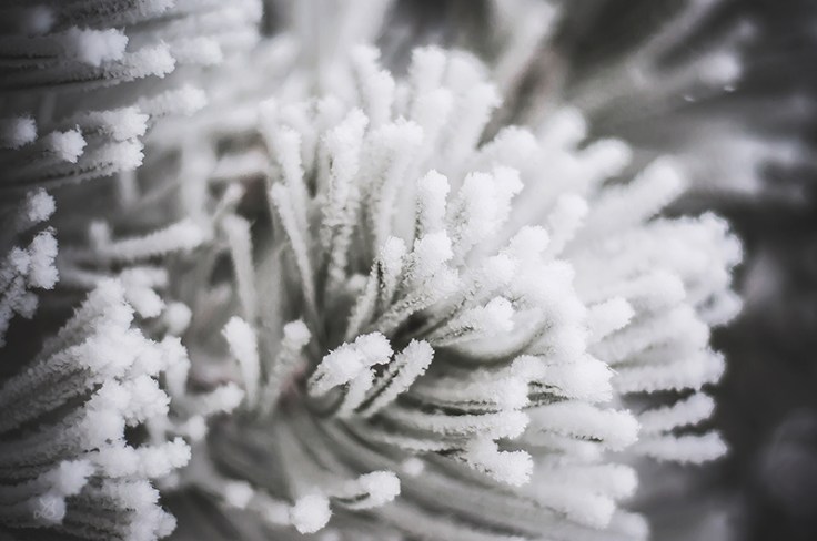 FROST010720150026_800