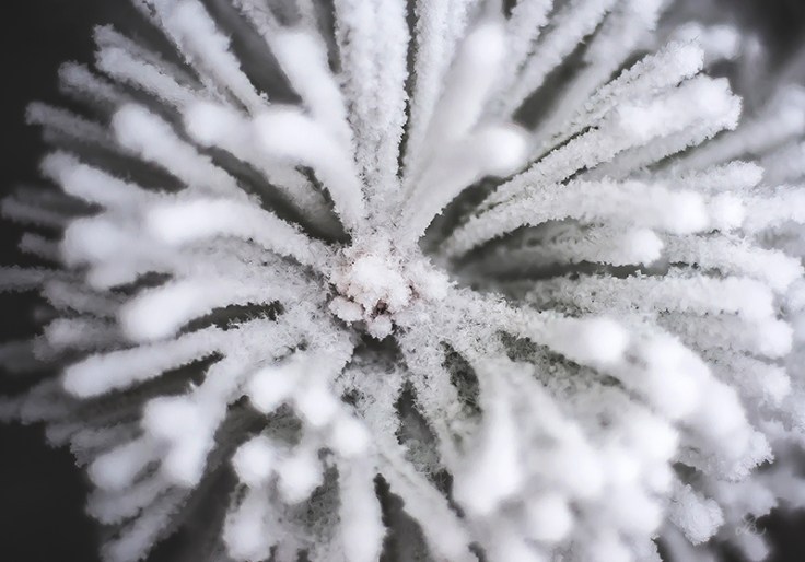 FROST010720150027C_800