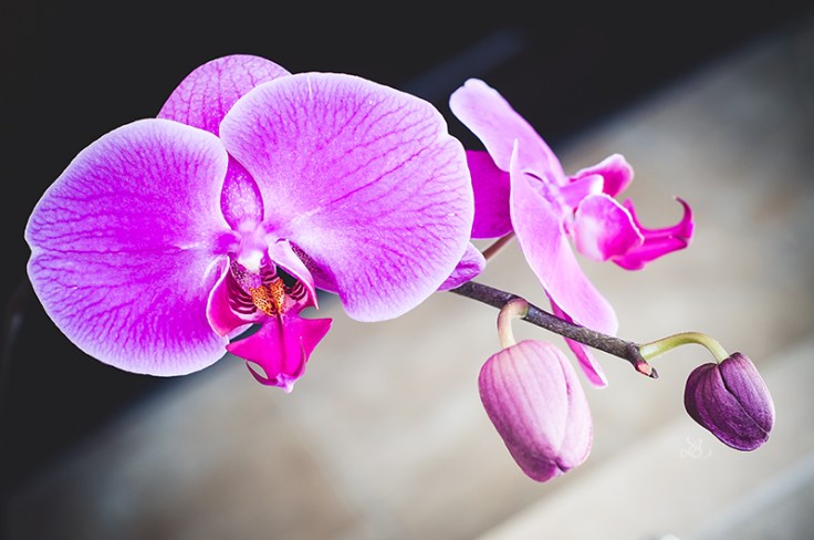 PINKORCHID021120150020_800