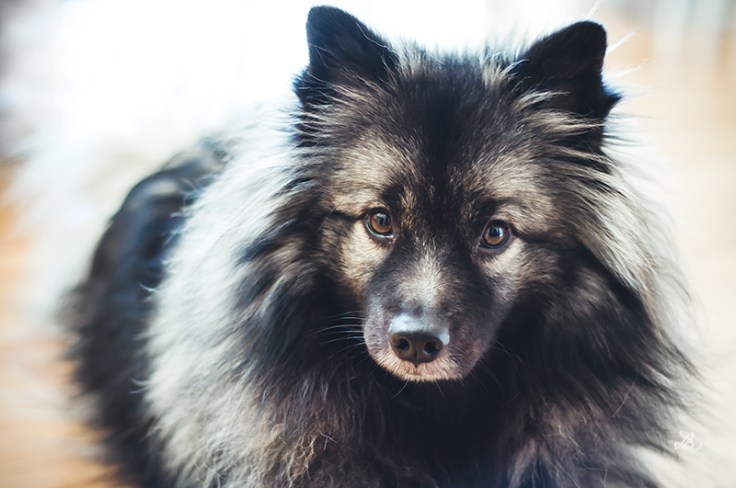 TEDDY021920150023_800