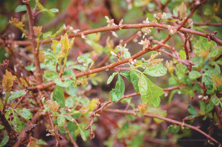 BUSH050620150001_840