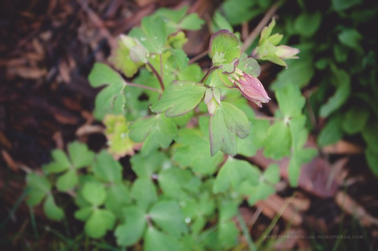 COLUMBINE050620150007_840