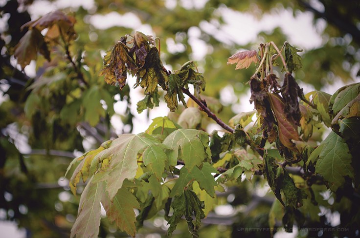 MAPLE051520150011_840